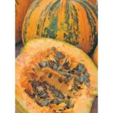 Нейкедсід насіння гарбуза голонасіннєвого (Servise plus (GSN) 10 шт - Зображення 3