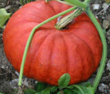 Руж Віф д'Етамп насіння гарбуза (Servise plus (GSN) СДБ) 8 шт - Зображення 2