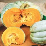 Волзький сірий насіння гарбуза (Україна) 3 г - Зображення 2