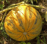 Голонасінний насіння гарбуза (GL Seeds) 15 шт - Зображення 3