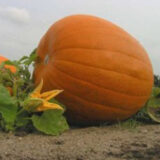 Жовтий велетень насіння гарбуза (Satimex) 8 шт - Зображення 2