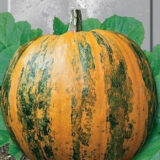 Український багатоплідний насіння гарбуза (Свитязь) 10 г - Зображення 2