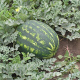 Варда F1 насіння кавуна раннього (Hazera) 8 шт - Зображення 2