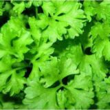 Слоуболт насіння коріандра 2г (кінзи) (Hem Zaden) - Зображення 2