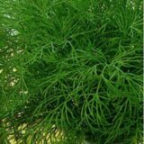 Мамонт насіння кропу 2 г (Садиба) - Зображення 2