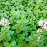 Майоран (Орегано) насіння (Hem Zaden) 0.1 г - Зображення 3