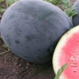 Ред Стар F1 насіння кавуна раннього (Nunhems) 5 шт - Зображення 3