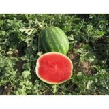 Кавун Талісман F1, 15 шт. (Власне фасування з оригінального упакування), (Nunhems). - Зображення 3