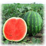 Талісман F1 насіння кавуна раннього (Nunhems) 5 шт - Зображення 2