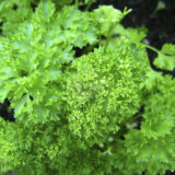 Ріна насіння петрушки кучерявої (Rijk Zwaan) 0.5 г - Зображення 3