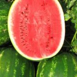 Топ Ган F1 насіння кавуна середнього (Syngenta) 8 шт - Зображення 2