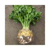 Президент насіння селери кореневої (Rijk Zwaan) 0.03 г - Зображення 3