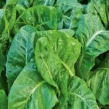 Шпинат 1026 F1, 20 г. (Власне фасування з оригінального упакування), (Pop Vriend Seeds).