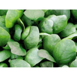 Спірос F1 насіння шпинату 200 шт (Bejo) - Зображення 3