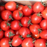 Томат Колібри F1, 10 шт (Clause, Франція) - Зображення 2