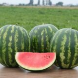 Трофі F1 насіння кавуна раннього (Nunhems) 5 шт - Зображення 2