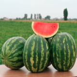 Трофі F1 насіння кавуна раннього (Nunhems) 5 шт - Зображення 3