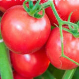 Річі F1 насіння помідора детермінантного (Bejo) 0.05 г - Зображення 2