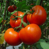 Ляна насіння помідора детермінантного (Садиба центр) 5 г - Зображення 2