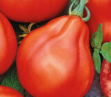 Трюфель червоний насіння помідора індетермінантного (Садиба центр) 0.1 г - Зображення 3