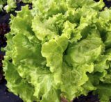 Афіціон насіння салату (Rijk Zwaan) 30 шт - Зображення 3