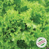 Локарно насіння салату (Rijk Zwaan) 30 шт - Зображення 2