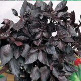 Темний Опал насіння базиліка (Hem Zaden) 0.5 г - Зображення 2