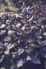 Темний Опал насіння базиліка (Hem Zaden) 0.5 г - Зображення 3