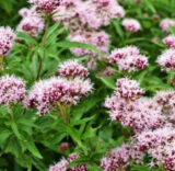 Валер'яна насіння (Hem Zaden) 0.1 г - Зображення 3