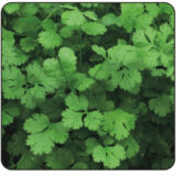 Насіння коріандра звичайного (кінзи) (Hem Zaden) 2 г - Зображення 2