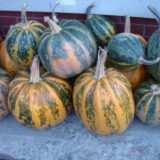 Нейкедсід насіння гарбуза голонасіннєвого (Servise plus (GSN) 10 шт - Зображення 5