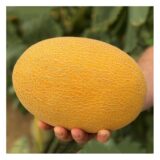 Радміла F1 насіння дині (YKSEL TOHUM) 5 шт - Зображення 2