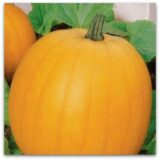 Гілея насіння гарбуза (Україна) 2 г - Зображення 2