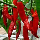 Анахайм червоний насіння перцю гіркого (Satimex СДБ) 20 шт - Зображення 2