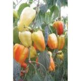 Барбі F1 насіння перцю солодкого (Syngenta) 8 шт - Зображення 3