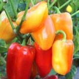 Барбі F1 насіння перцю солодкого (Syngenta) 8 шт - Зображення 2