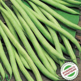 Кларон насіння квасолі спаржевої (Syngenta) 20 шт - Зображення 3