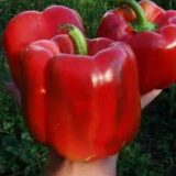 Геркулес F1 насіння перцю солодкого (Clause) 8 шт - Зображення 3