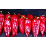 Іспанський насіння перцю солодкого (Servise plus (GSN) 20 шт - Зображення 3