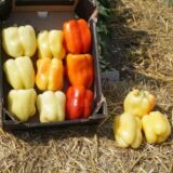 Нікіта F1 насіння перцю солодкого (Clause) 8 шт - Зображення 2