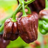 Хабанера шоколадний насіння перцю гіркого (Satimex СДБ) 8 шт - Зображення 3