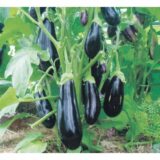 Алмаз насіння баклажана середнього (Укр.) 5 г - Зображення 3