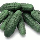 Акорд F1 насіння огірка бджолозапильного (Bejo) 50 шт - Зображення 2