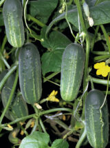 Акорд F1 насіння огірка бджолозапильного (Bejo) 50 шт - Зображення 3