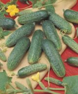 Атлантіс F1 насіння огірка бджолозапильного (Bejo) 20 шт - Зображення 3