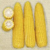 Світ Парадайз F1 насіння кукурудзи суперсолодкої Sh2 (Lark Seeds) 20 шт - Зображення 2