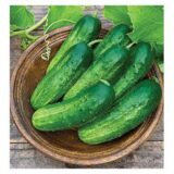 Іра F1 насіння огірка бджолозапильного (Satimex КЛ) 50 шт - Зображення 2