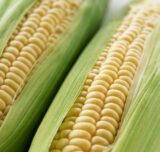 Кукурудза Оверленд F1, 20 шт - Зображення 5