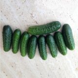 Огірок Кущовий,10гр.(Ураїна) - Зображення 2