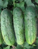 Огірок Кущовий,10гр.(Ураїна) - Зображення 3